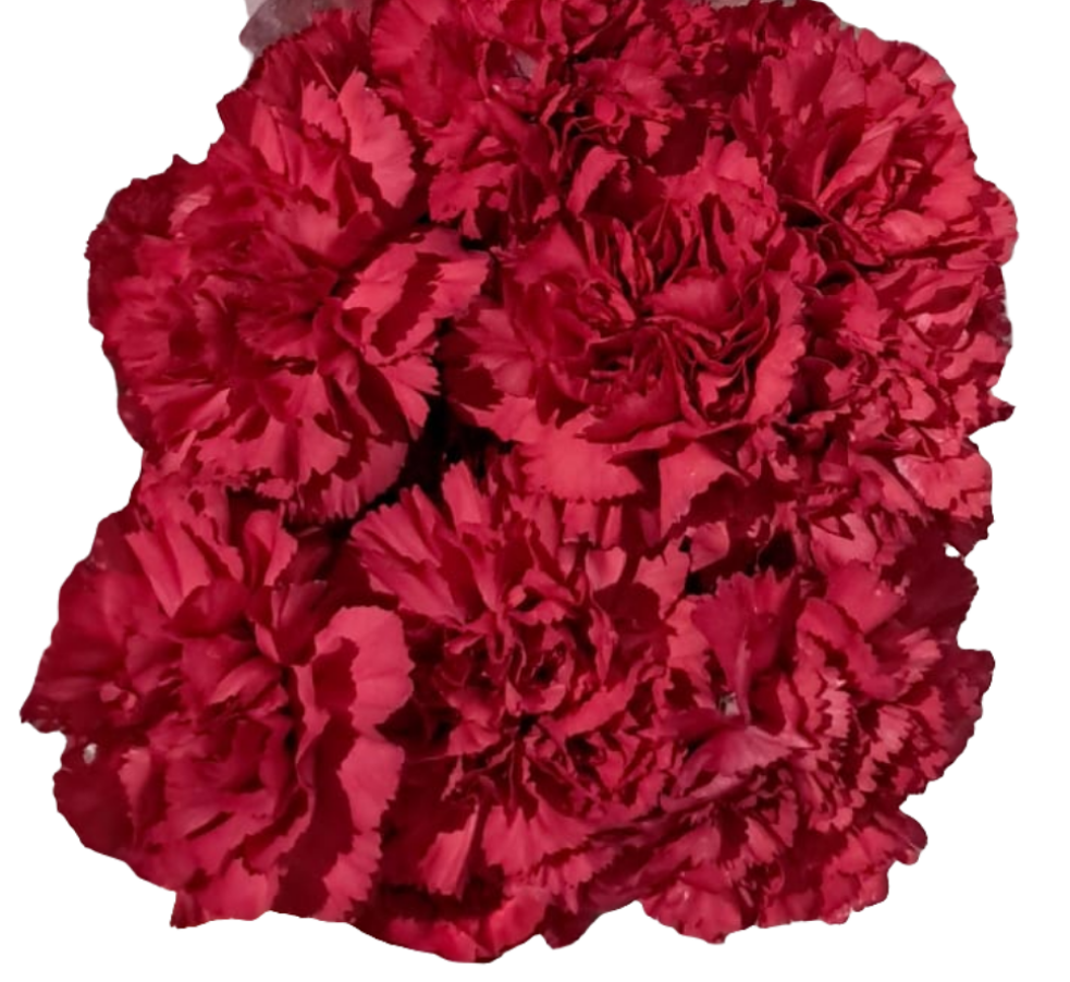 Carnation