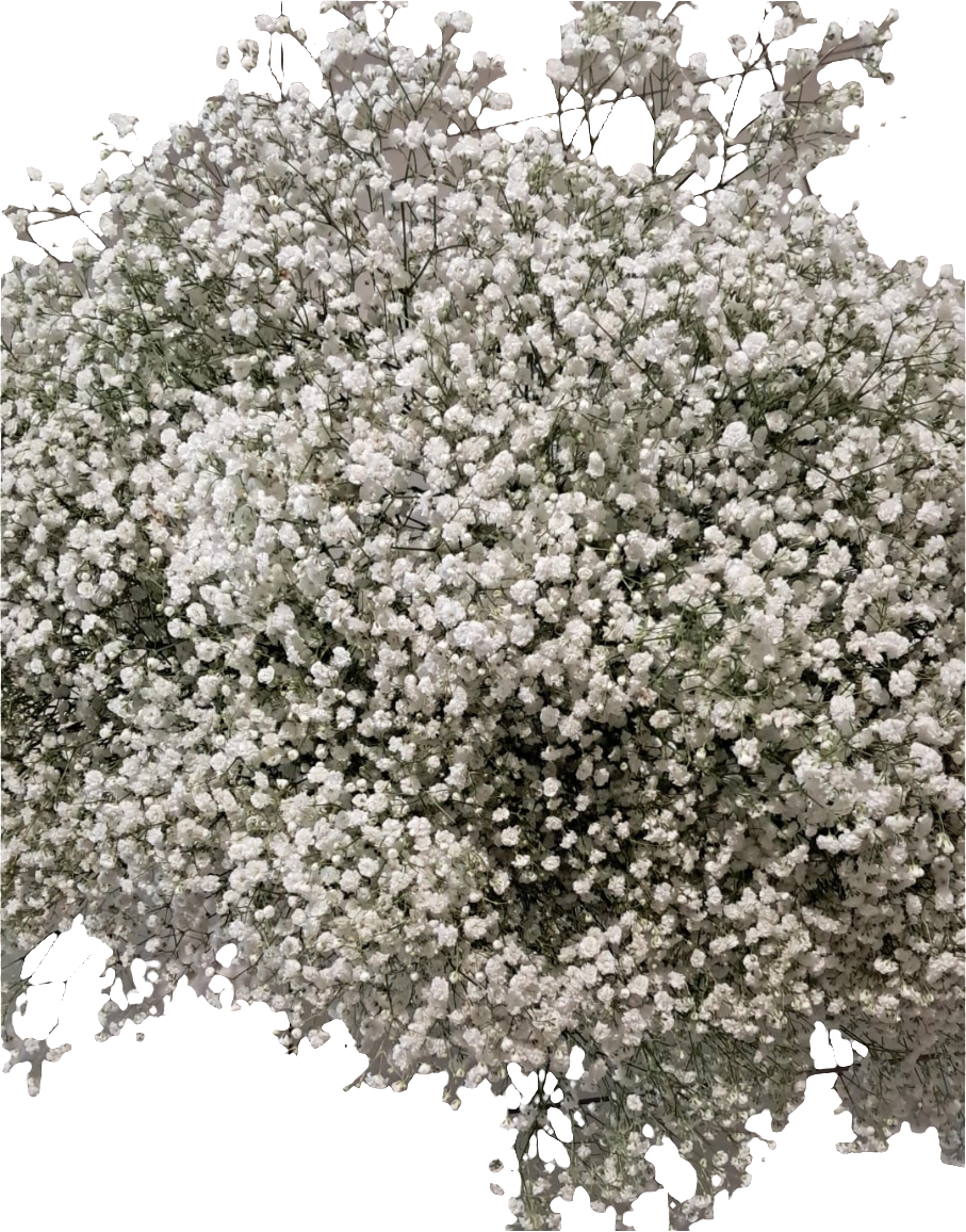 Gypsophila
