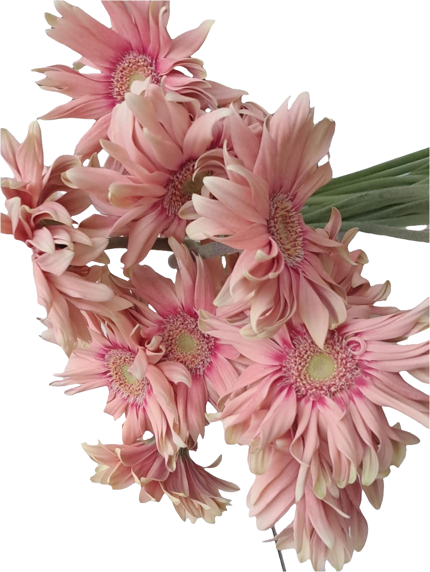 Gerbera airrol aden