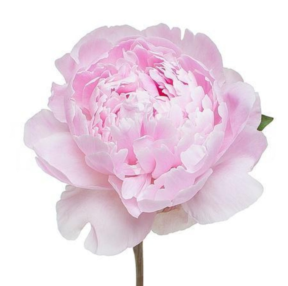 Peony Sarah Bernhardt