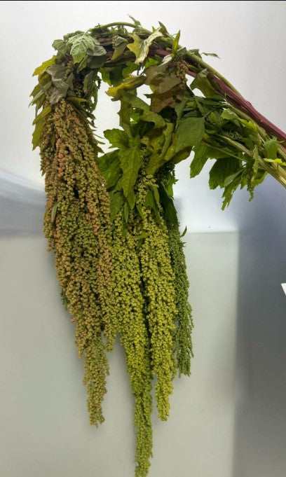 5 Amaranthus Quinoa Green 80cm