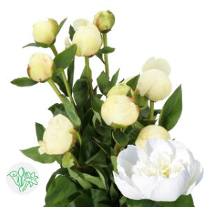 10 Peony Bridal Shower