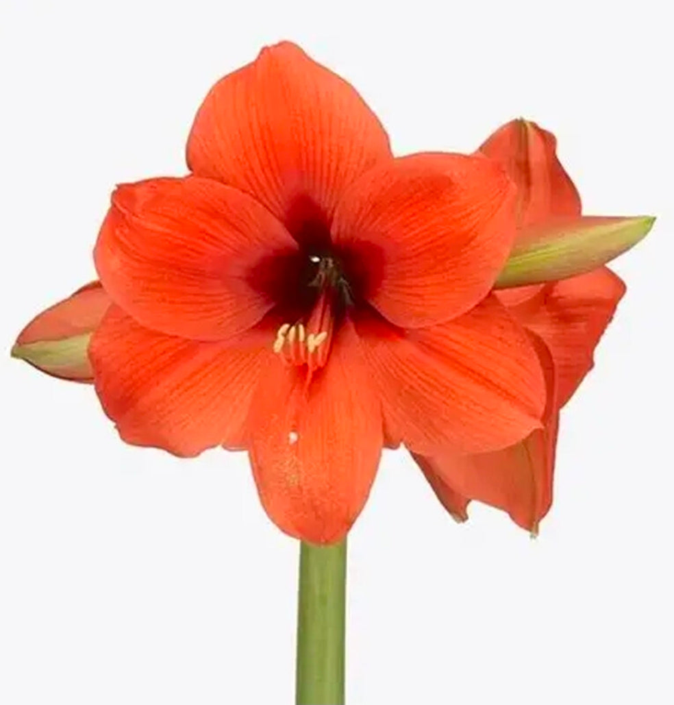 Hippeastrum horizon