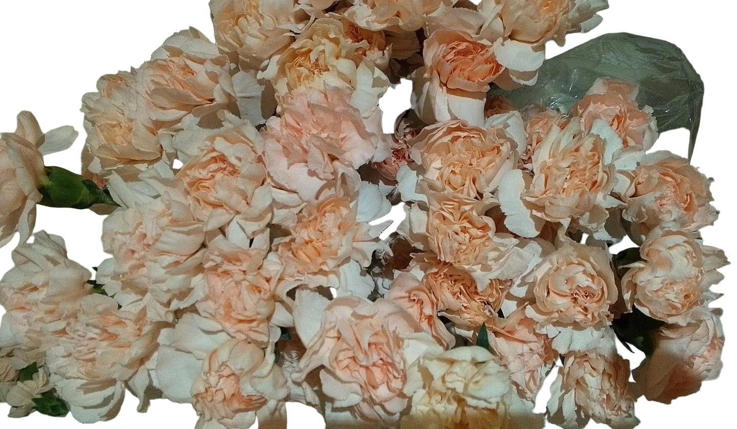Carnations