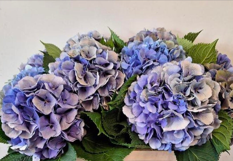 Hydrangea elbtal classic