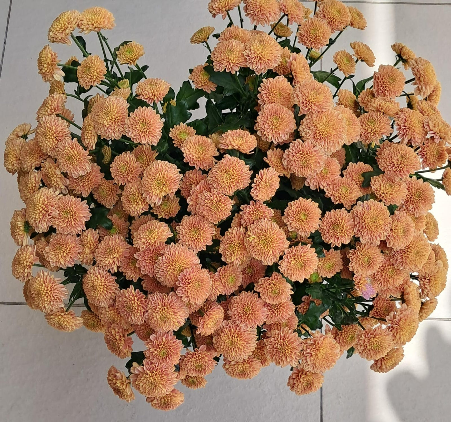 Cursantymum Santini Ellison Salmon
