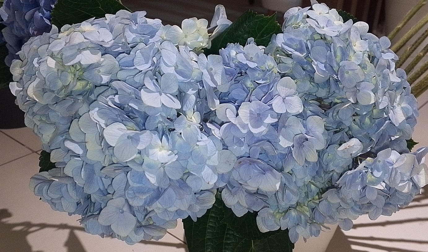 Hydrangea