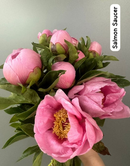 Peony Soft Salmon Saucer