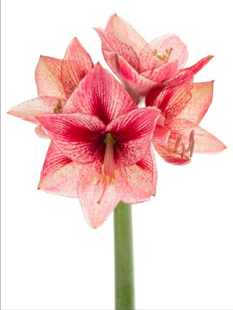 Hippeastrum revelation