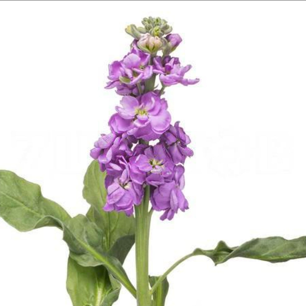Matthiola