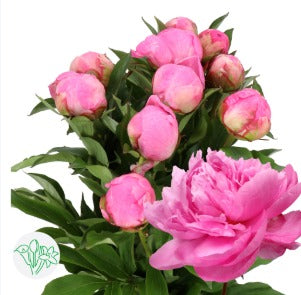 10 Peony Alexander Fleming
