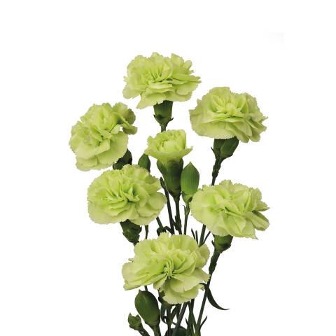 20 Spray carnation
