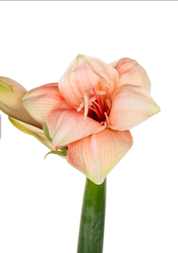 Hippeastrum rilona