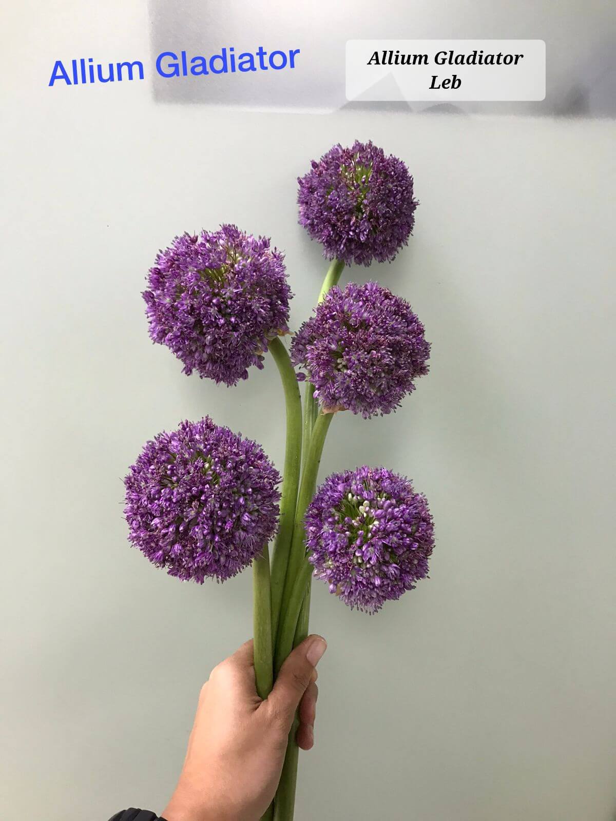 Allium Gladiator