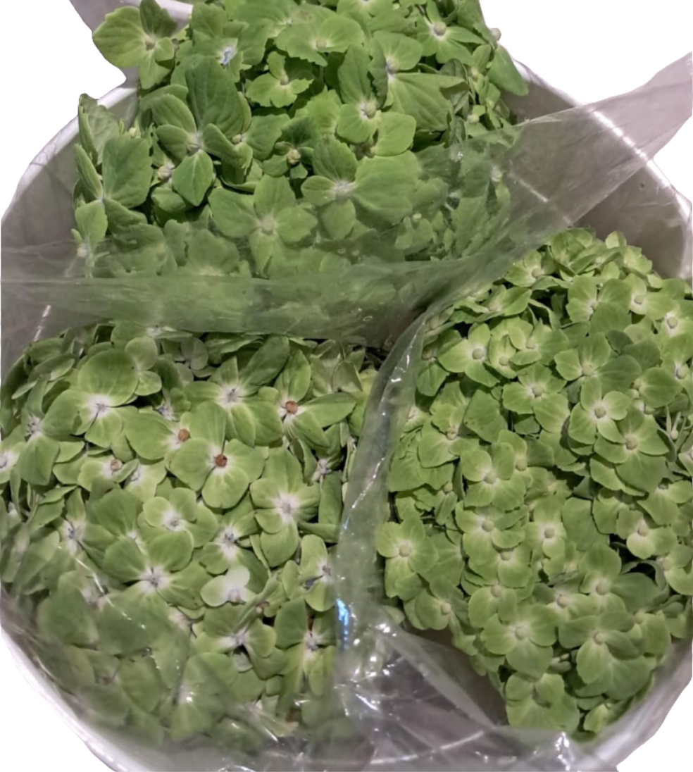 5 Hydrangea