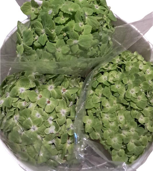 5 Hydrangea