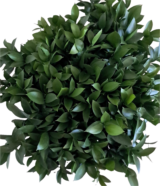 40 Ruscus leaves