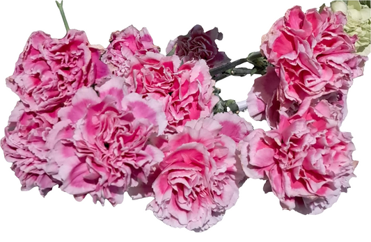 20 Carnation