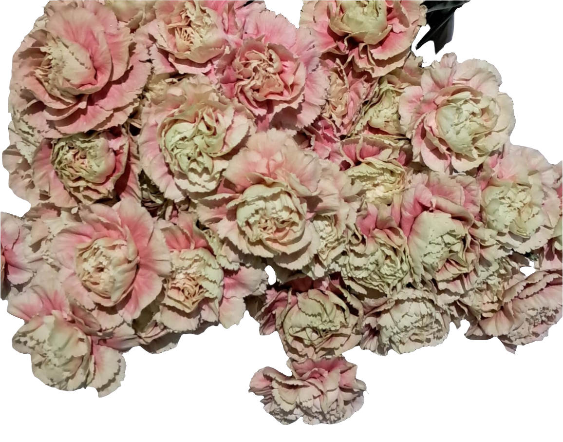 20 Carnation