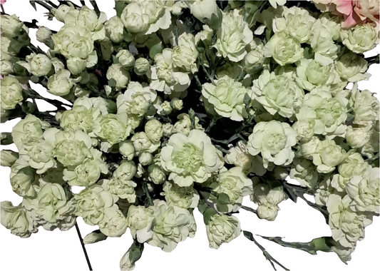 20 Spray carnation