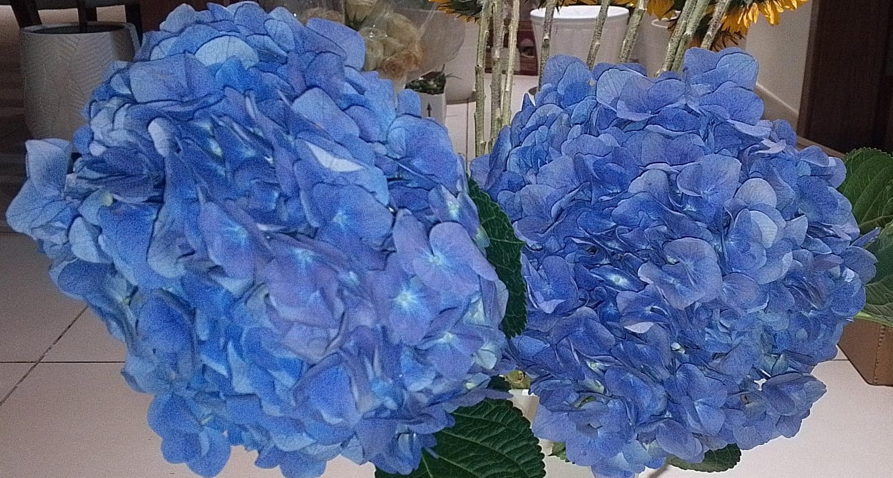 Hydrangea