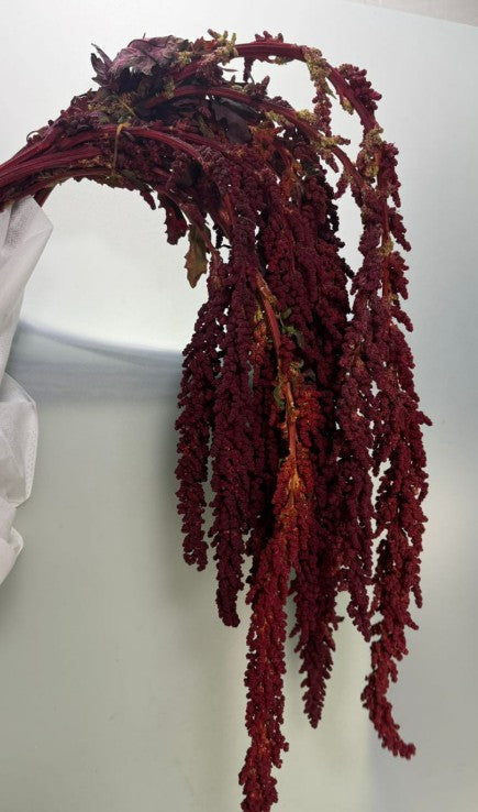 5 Amaranthus Quinoa Red 80cm