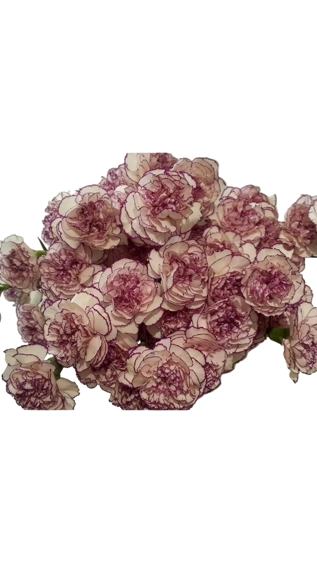 Carnation