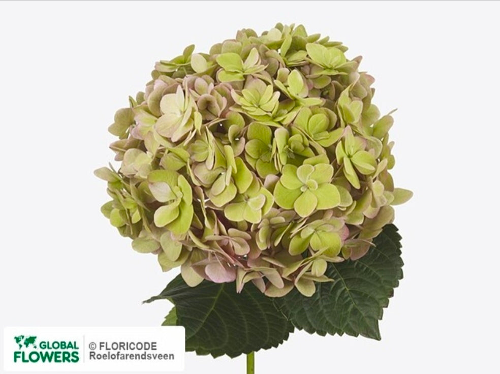 Hydrangea adora classic