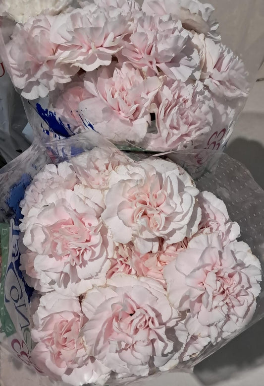 20 Carnation