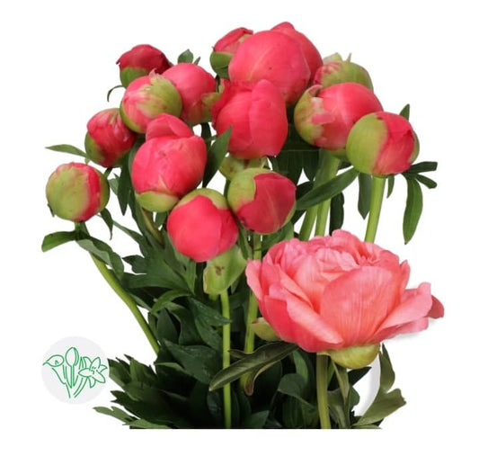 10 Peony Coral Sunset
