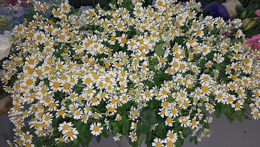 Tanacetum Single Vemgo (Daisy)