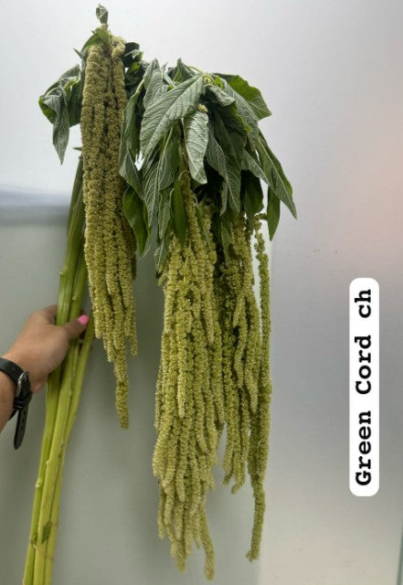 5 Amaranthus Green Cord 70cm