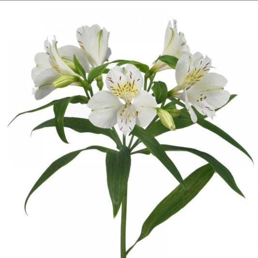 20 Alostromairia
