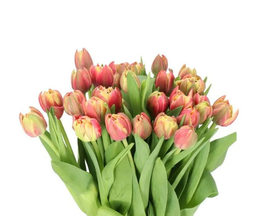 10 Tulip Double Columbus