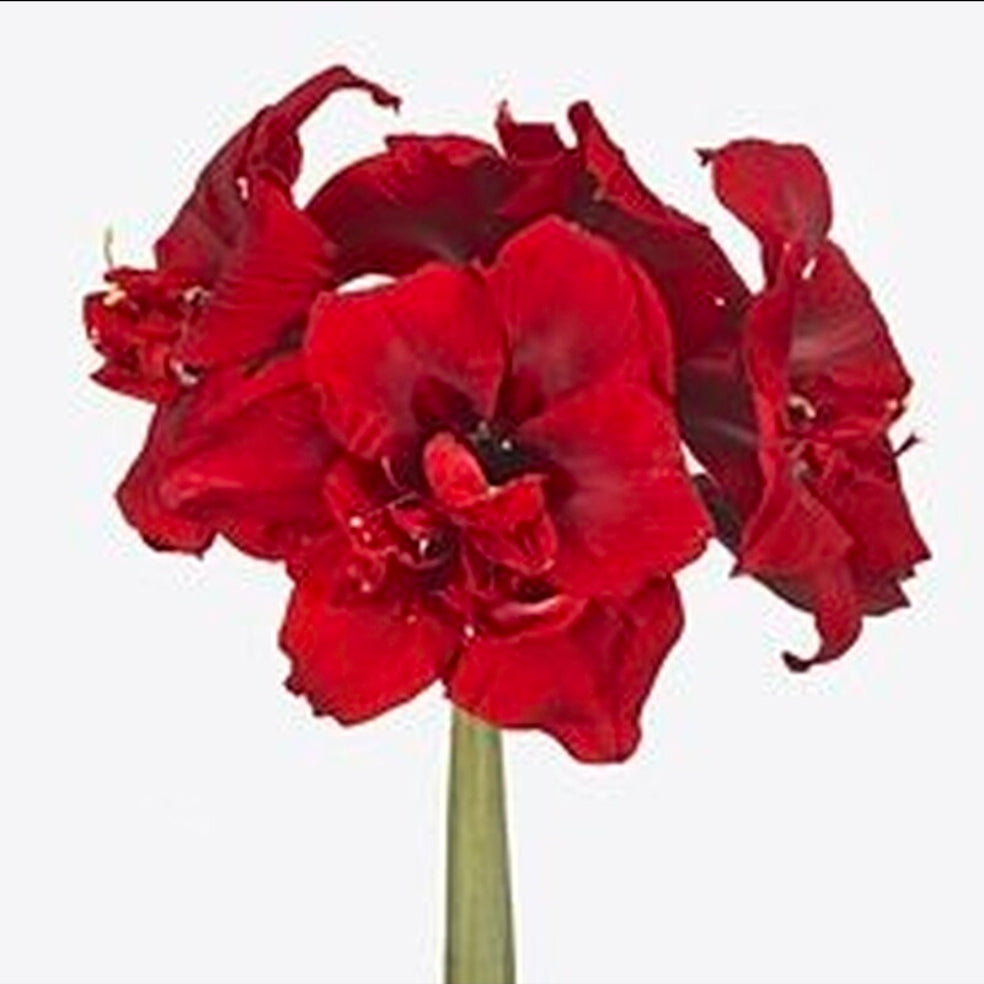 Hippeastrum double royalty