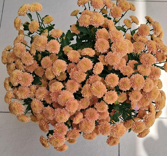 Cursantymum Santini Ellison Salmon