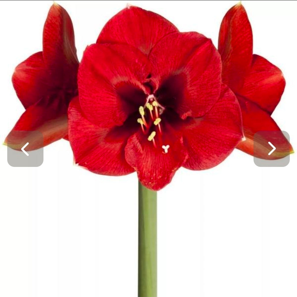Hippeastrum ferrari