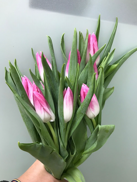 10 Tulip Bolroyal