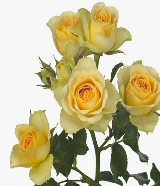 20 Spray roses