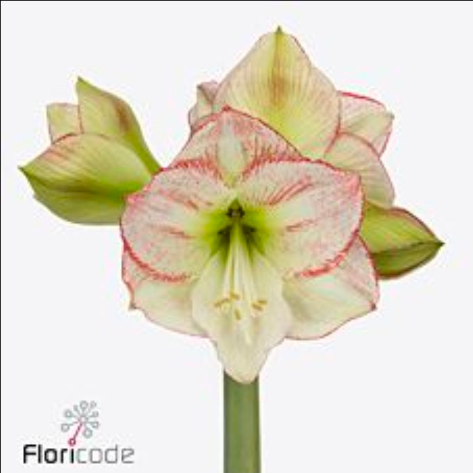 Hippeastrum mama mia