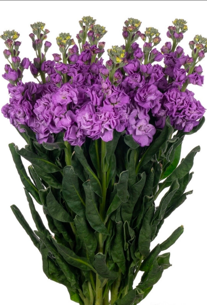 Matthiola