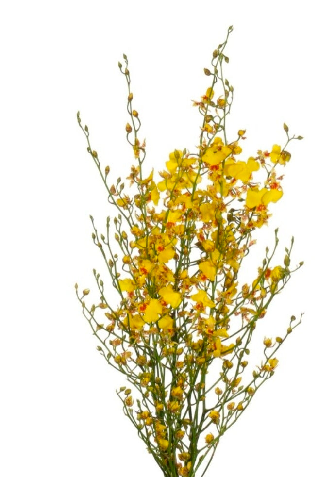 Oncidium golden