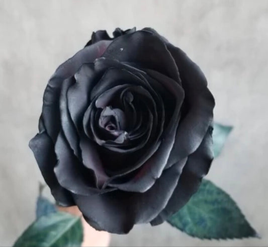 Fresh Black Roses