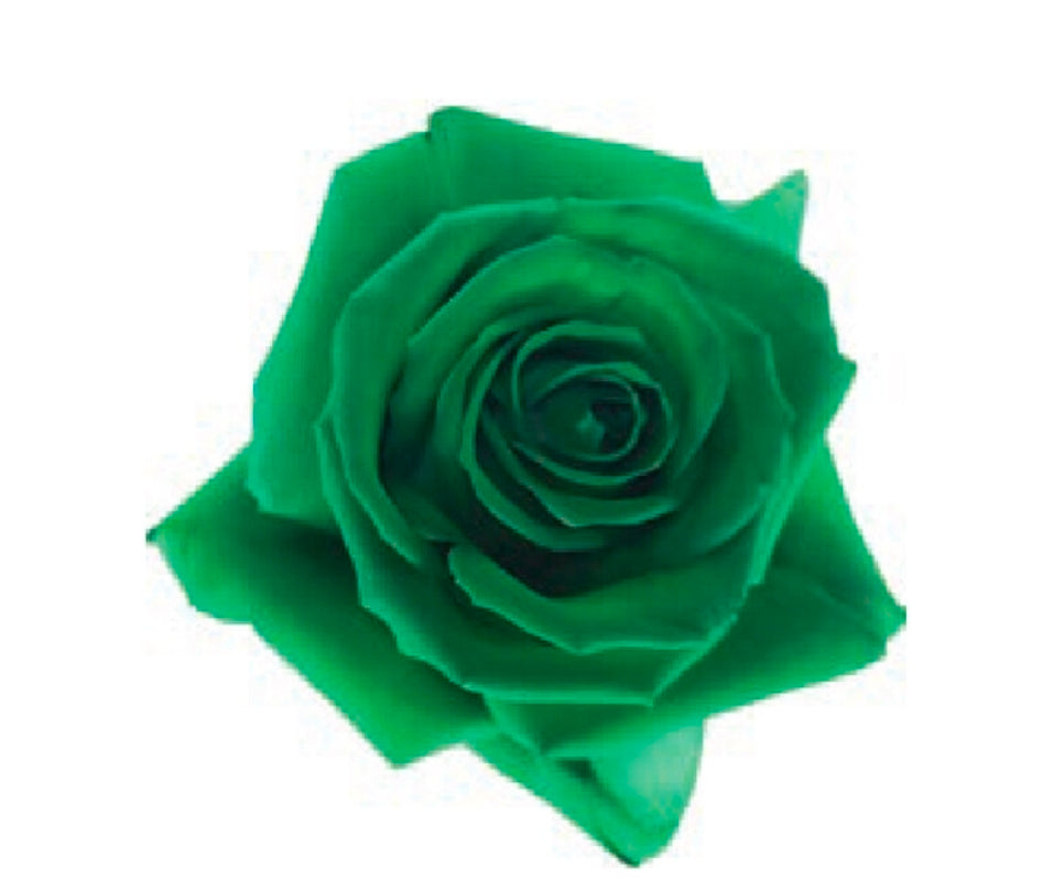 Fresh Green Roses