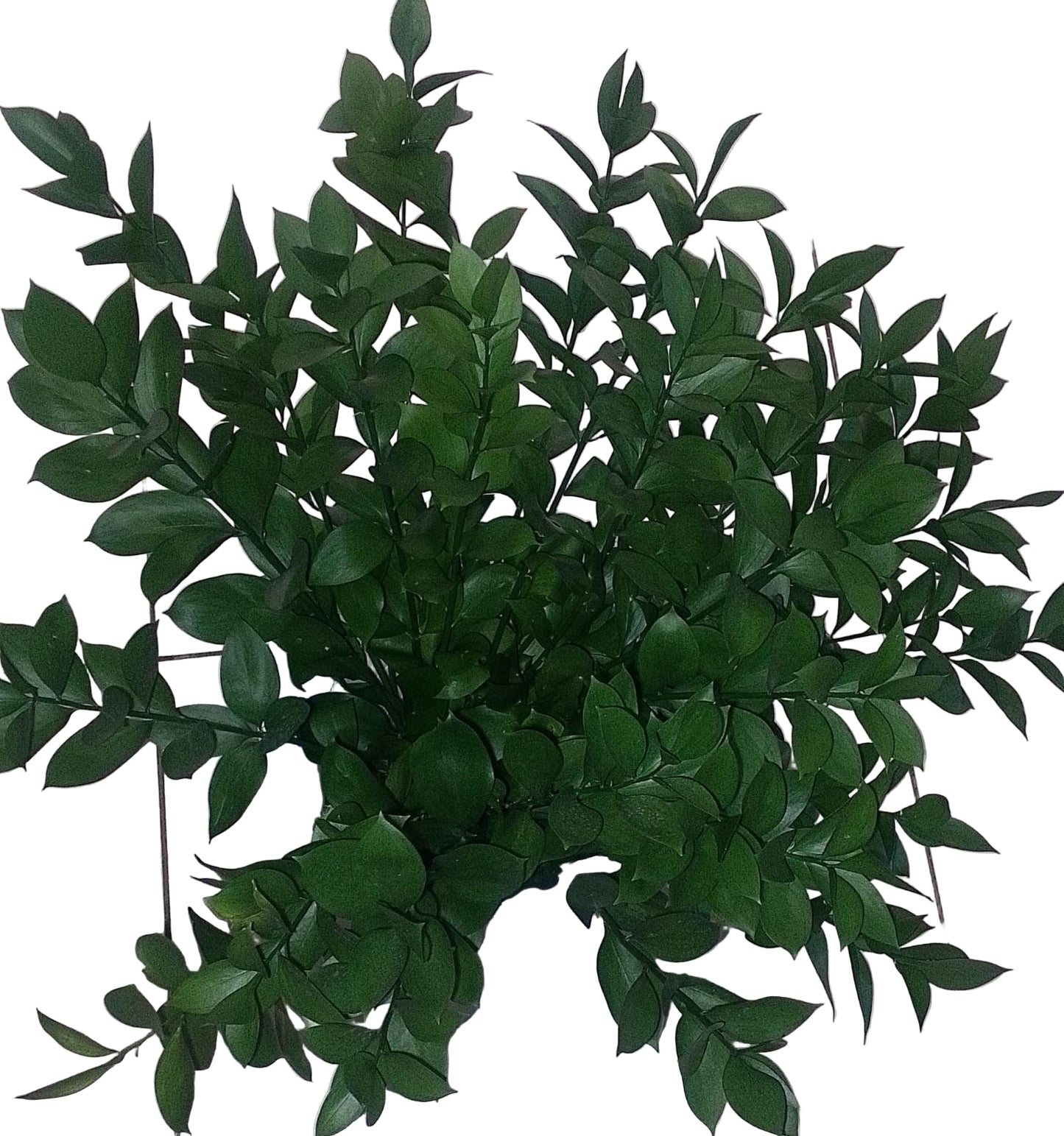 Ruscus leaves