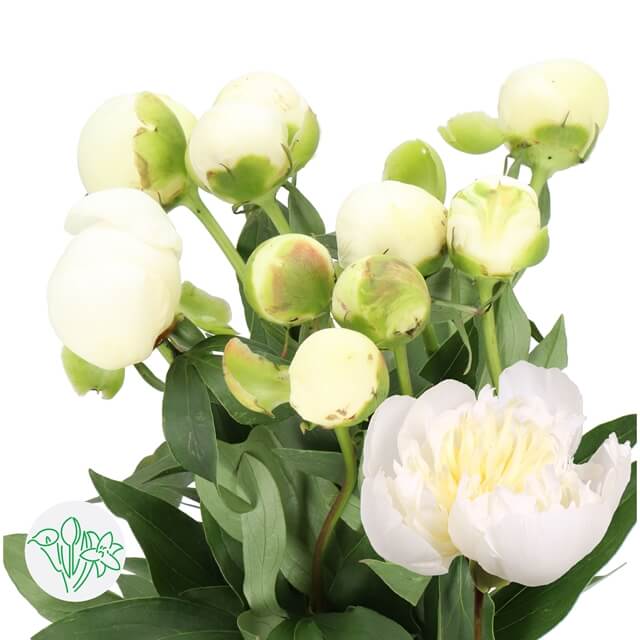 10 Peony Duchess De Nemours