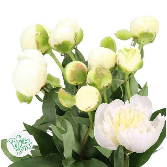 10 Peony Duchess De Nemours