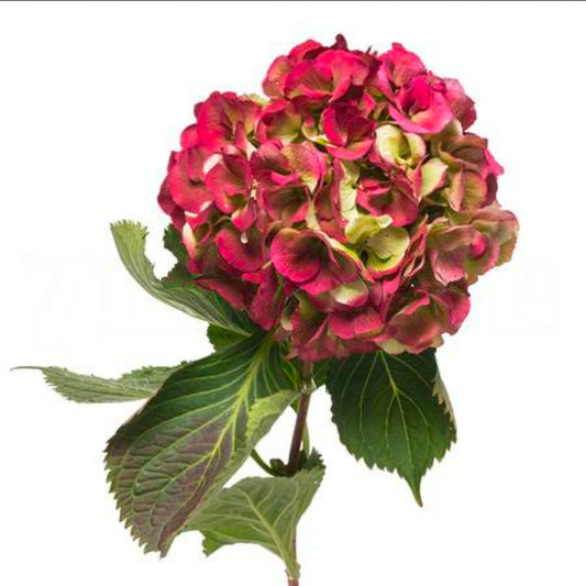 Hydrangea elbtal classic red