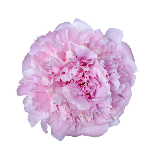 10 Peony Angel Cheeks