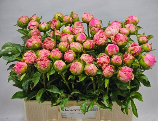 10 Peony Pink Choice